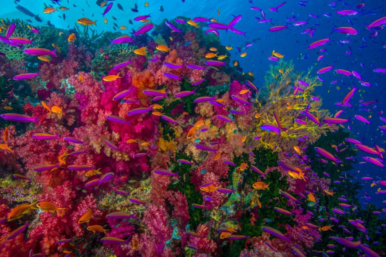 Sau Bay Resort - Off Taveuni Na Sau Bay Dış mekan fotoğraf